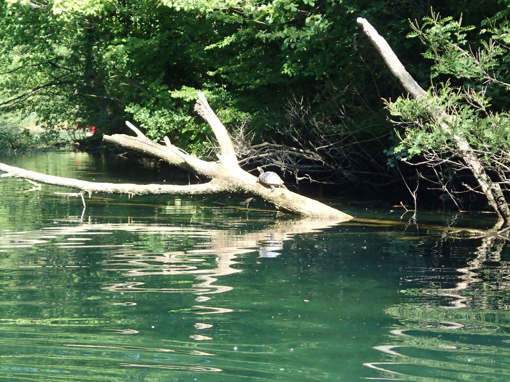 STAND UP PADDLE BOARDING TOUR ON THE RIVER CETINA